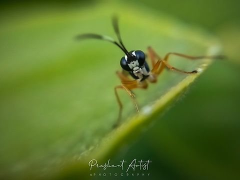 Banded Ichneumon Wasp (Ichneumonidae) Found this insect by soft bark habitat and this insect usually lay the cocoon as pendulum shape the egg already uploaded. These insects are also predator sequence instructors used as a ecological balance over the other harmful crop damaging insects, this wasp is best for the small insect trapper which traps and prey the smallest insect which are usually deposited on leaf blade (Abaxial Side). I got him at the preying of small insects, Documentation has recorded and will get it by various source media. Banded ichneumon,Echthromorpha intricatoria,Geotagged,Ichneumonidae,India,Insects,Wasp,White-spotted Ichneumonid Wasp,Wild Karnataka,flying insect,flying insects,ichneumon,incredible india,karnataka,wasps