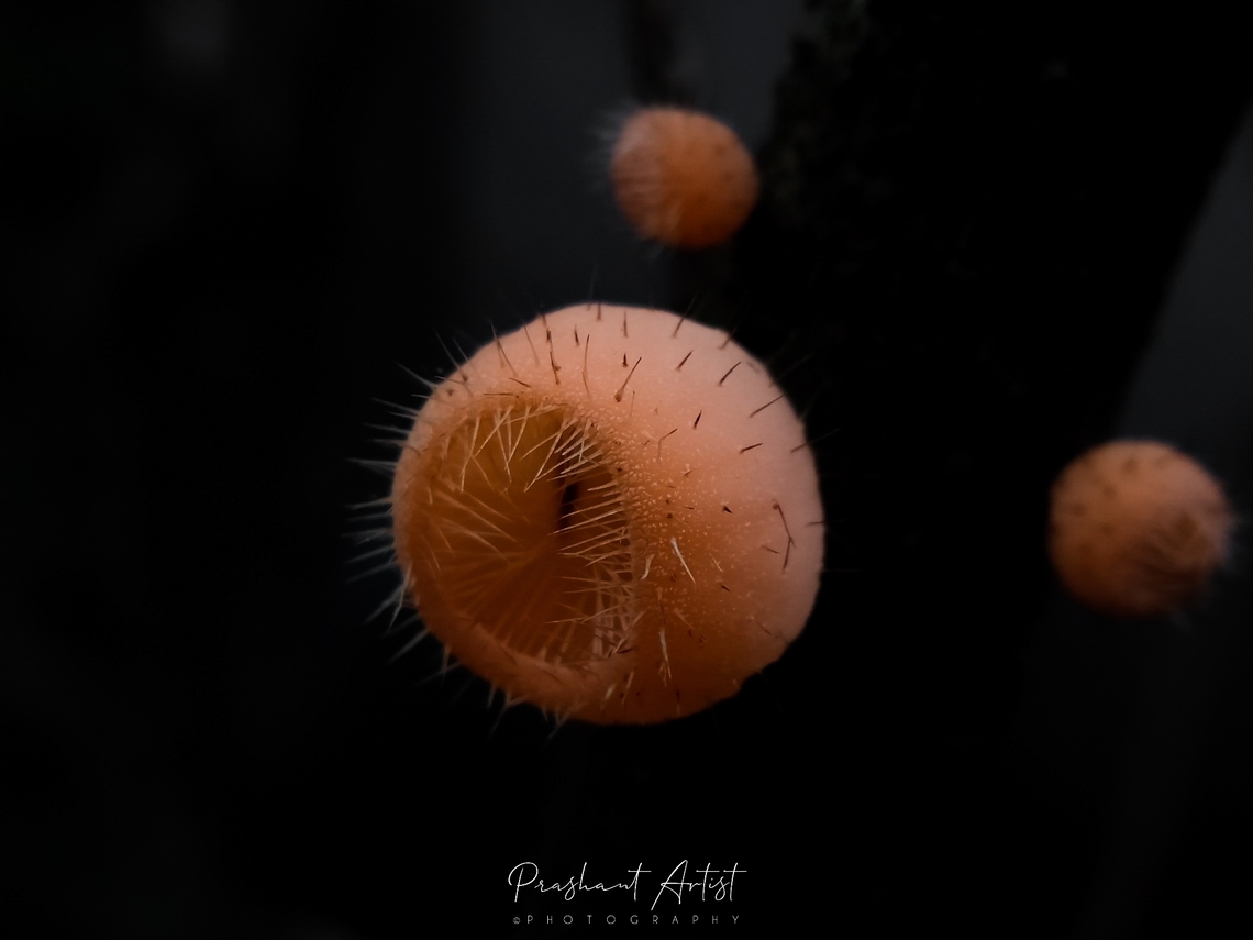 Cookeina tricholoma (Hairy Cup fungus) These fungi are common in wet belt, these fungi we got from Two state intermediated way for Goa and Karnataka India,  these fungi looks fluffy toy but spiny can say trap mechanism for the high nutrition and for more survival. Dark forest clumpy gives me straight picture for the identification of one more cup fungus from Karnataka state region in India. Bristly Tropical Cup,Cookeina tricholoma,Dark forestwraith,Forest,Fungi,Fungus,Geotagged,India,Rain Forest,Wild Karnataka,cup fungi,incredible india,karnataka,rainy season