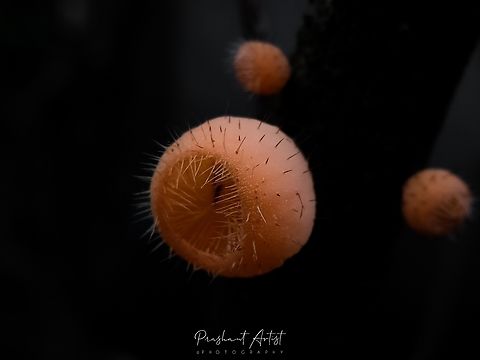 Cookeina tricholoma (Hairy Cup fungus) These fungi are common in wet belt, these fungi we got from Two state intermediated way for Goa and Karnataka India,  these fungi looks fluffy toy but spiny can say trap mechanism for the high nutrition and for more survival. Dark forest clumpy gives me straight picture for the identification of one more cup fungus from Karnataka state region in India. Bristly Tropical Cup,Cookeina tricholoma,Dark forestwraith,Forest,Fungi,Fungus,Geotagged,India,Rain Forest,Wild Karnataka,cup fungi,incredible india,karnataka,rainy season