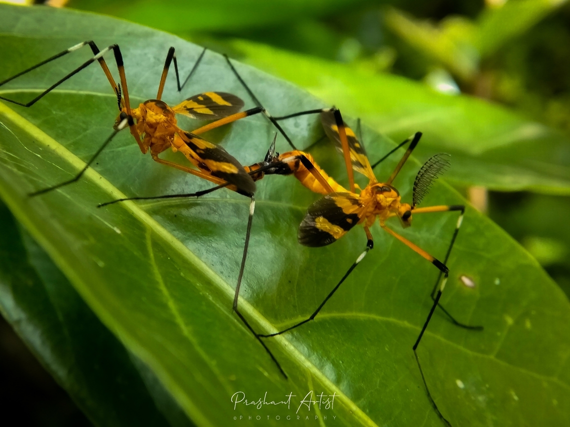 Crane fly (Tipulidae) These insect mating picture showing clearance about the gender, that we can assign it more often by their Antenna and shape of the insect with body ribs or septate action, These insects are very common in rain forest belt. Crane,Crane fly,Geotagged,India,Insects,Tipulidae,Wild Karnataka,crane flies,crane fly,incredible india,karnataka