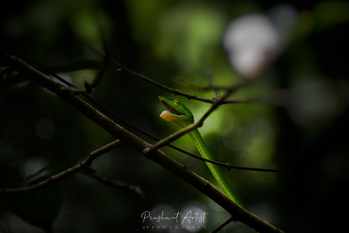 Green Vine Snake (Oxybelis) Found in Darkest forest ever I have seen this type I thought that snake craving to have a meal but later we get to know that it is ready for hunting, I took closure picture with Nikon D7200 model with 140mm wide lens, the closure focus length 18mm distance clearance exactly, These snakes are common in wet or rain forests. Ahaetulla nasuta,Dark forestwraith,Geotagged,Green vine snake,Green vine snake or Long-nosed whip snake,India,Oxybelis aeneus,Rainforest,Snakes,Wild Karnataka,incredible india,oxybelis,snake