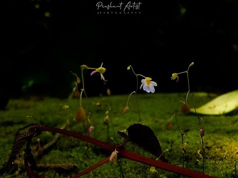 Utricularia striatula (Bladderwort) We got this specimen got in rain forest. Captured in dark with sunlight. The environment introduction shows lot of moss and even some rheophytes, the forest clumps helps to keep all the motives here to mutual contact. This insectivore plant evolved in between small shrubs. crave and happy to here on earth picture. Camera Trap,Carnivorous plant,Dark forestwraith,Geotagged,India,Utricularia,Utricularia striatula,Wild Karnataka,incredible india,insectivorous plant,utricularia striatula