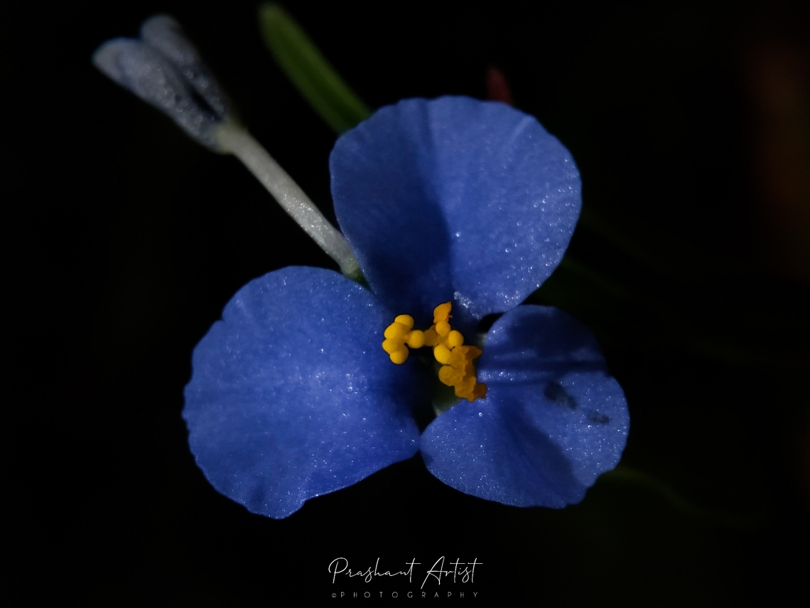 Commelina youngii. Nandikar Indian native monocot plant one of the most valuable medicinal grass ever have seen on deccan plateau which is located or habitat under the rocky plateau and this plant over exposed to sunlight but flower or bloom sensitive can&#039;t resolve its structure once it has been disturbed. Blue,Commelina,Commelina youngii,Flowers,Geotagged,India,Nandikar,Wild Karnataka,bloom,blooming,blue flower,commelina youngii,flower,flowering plant,incredible india,karnataka