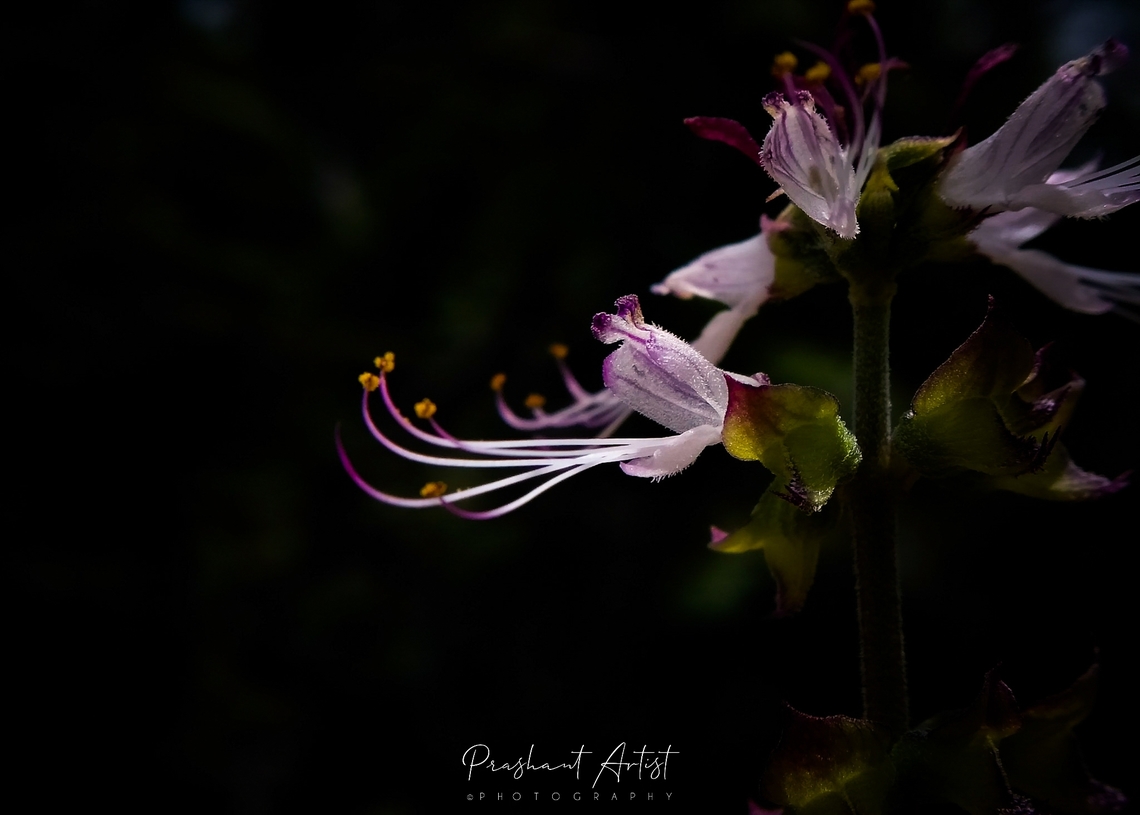Ocimum filamentosum This plant found in deccan plateau which is highly aroma and gives much more peace air which is highly exposed in sunlight blooms effectively with high pigment action. Therefore the flower looks high in contrast. Flowers,Geotagged,India,Long-Stamen Basil,Ocimum filamentosum,Wild Karnataka,Wildflowers,blooming,flower,incredible india,ocimum,ocimum filamentosum