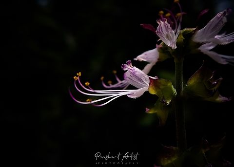 Ocimum filamentosum This plant found in deccan plateau which is highly aroma and gives much more peace air which is highly exposed in sunlight blooms effectively with high pigment action. Therefore the flower looks high in contrast. Flowers,Geotagged,India,Long-Stamen Basil,Ocimum filamentosum,Wild Karnataka,Wildflowers,blooming,flower,incredible india,ocimum,ocimum filamentosum