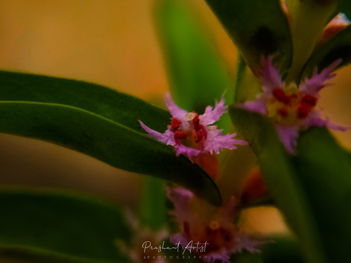Rotala fimbriata (Fringed flower Rotala) Highly exposed plant at deccan plateau which sucks the more sunlight to evolve itself, the plant need high temporal zone and found in watery. Fringed flower Rotala,Geotagged,India,Pink Flowers,Rotala fimbriata,Wild Karnataka,Wildflowers,blooming,flower,flowering plant,fringed,incredible india,pink flower,rotala