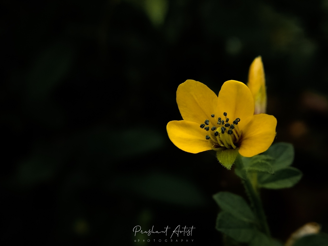 Cleome viscosa Found in Deccan plateau, which is common in all Indian regions, Even this plant is common in western belt, This plant is highly medicinal and used to treat several human related disease.. Cleome viscosa,Flowers,Geotagged,India,Wild Karnataka,bloom,blooming,cleome,cleome viscosa,flower,flowering plant,incredible india,karnataka,yellow,yellow flowers