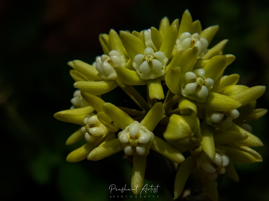 Cynanchum viminale (Bloom) Plant is Succulent and xeric action, need more sunlight to bloom and once it blooms it will stare up to several days, This species is endemic to deccan plateau. Cynanchum,Cynanchum viminale,Geotagged,India,Succulent,Wild Karnataka,Wild flowers,bloom,blooming,deccan,flower,flowering plant,incredible india