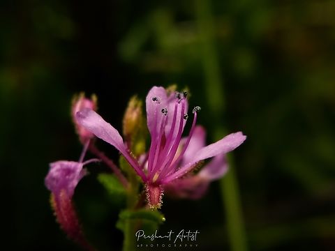 Cleome simplicifolia This bloom found in deccan plateau, but the flower color intense is rich in the area we have got than the color intense of other moderated light grazing lands like forest area. Trichomes shows attraction and mimic towards the survival. The entire flower looks gorgeous ever... Cleome simplicifolia,Flowers,Geotagged,India,Pink,Pink Flowers,Simple Leaved Clammyweed,Wild Karnataka,Wildflowers,bloom,blooming,cleome,deccan,flower,flowering plant,incredible india,karnataka,pink flower