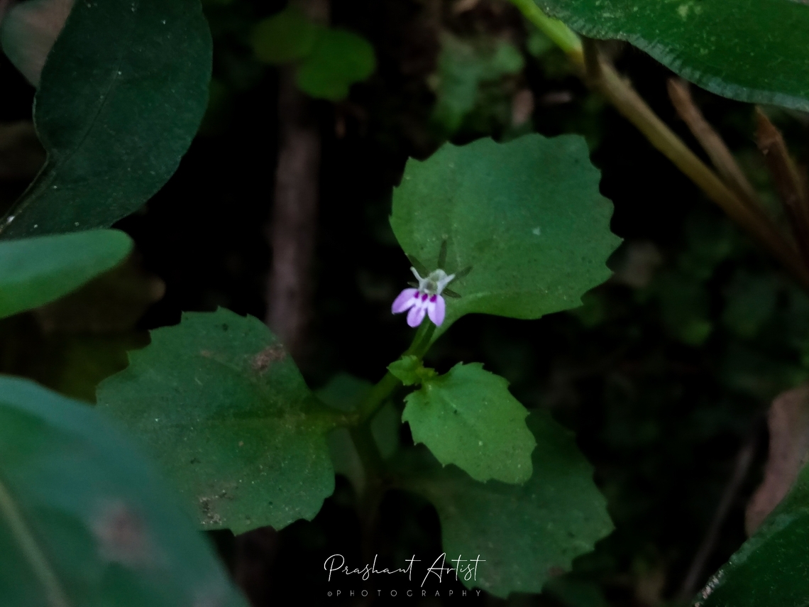 Lobelia heyneana This flower is very minute, found in rain forest at shady place with high leaf litter site, The forest we entered in winter season which indicates the minimal sunlight requirement is enough for the flowering. Flowers,Geotagged,Heyne's Lobelia,India,Lobelia heyneana,Pink Flowers,Wild Karnataka,Wildflowers,bloom,blooming,flower,flowering plant,incredible india