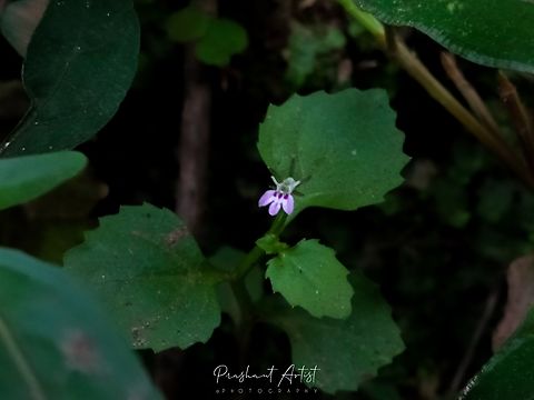Lobelia heyneana This flower is very minute, found in rain forest at shady place with high leaf litter site, The forest we entered in winter season which indicates the minimal sunlight requirement is enough for the flowering. Flowers,Geotagged,Heyne's Lobelia,India,Lobelia heyneana,Pink Flowers,Wild Karnataka,Wildflowers,bloom,blooming,flower,flowering plant,incredible india