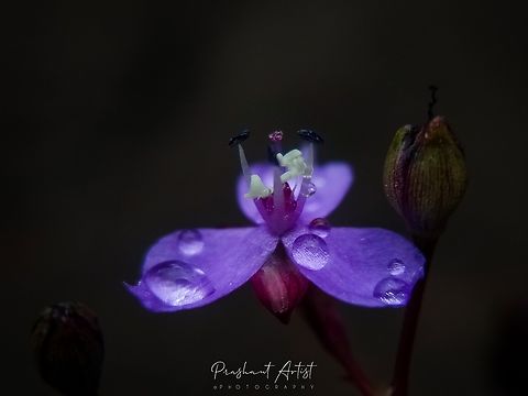Murdannia semiteres (spiderwort) This flower is very minute and found in western ghats of India, This plant found in transition zones which is continuous grass and forest land. Erosion rock climatic condition we seen, the entire habitat says this plant usually seen under the rocky plateau's. Flowers,Geotagged,India,Murdannia,Murdannia semiteres,Pink,Pink Flowers,Wild Karnataka,Wildflowers,bloom,blooming,flower,flowering plant,incredible india,karnataka,murdannia semiteres