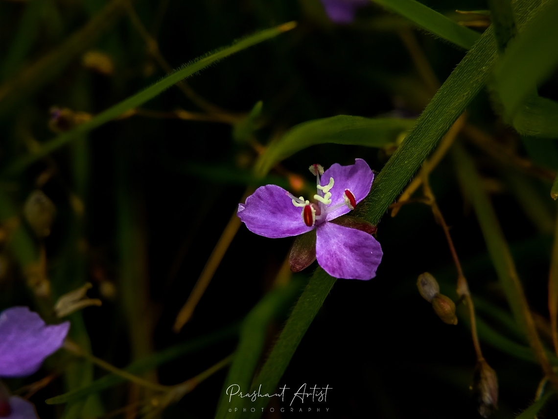 Murdannia sp This flower captured in deccan plateau, Which is highly exposed to sunlight and this flower shows higher pigmentation action. Bloom looks gorgeous.  Flowers,Geotagged,India,Wild Karnataka,Wild flowers,Wildflowers,bloom,blooming,flower,flowering plant,incredible india,karnataka,wild