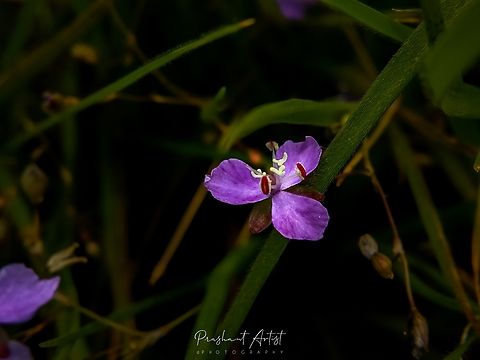 Murdannia sp This flower captured in deccan plateau, Which is highly exposed to sunlight and this flower shows higher pigmentation action. Bloom looks gorgeous.  Flowers,Geotagged,India,Wild Karnataka,Wild flowers,Wildflowers,bloom,blooming,flower,flowering plant,incredible india,karnataka,wild