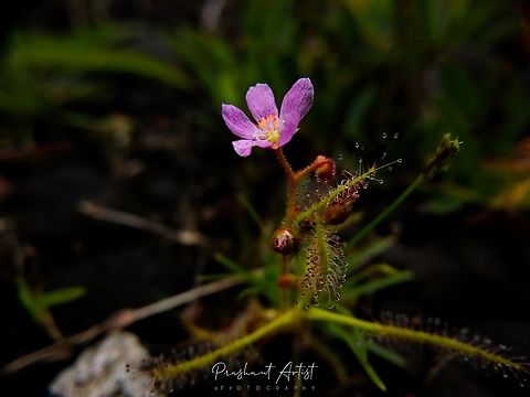 Drosera indica (Insectivorous Plant, Carnivore - Bladderwort or Sun Dew) This Drosera indica common in Western Belt, This plant carnivore and trap the insect for the survival. This plant is very smaller in size about 7 - 10 cm tall and some how based on the nutritional requirements. This plant get flowered in the season September month ( Exactly the Moderate temperature with moisture at the earlier time). The plant contains attractive trichomes for the insect to catch and trap purpose. The all structures has been recorded. Carnivorous plant,Drosera,Drosera indica,Flowers,Geotagged,India,Indian Sundew,Insectivore,Pink,Pink Flowers,Wild Karnataka,Wildflowers,bladderwort,bloom,blooming,flower,flowering plant,incredible india,insectivorous,insectivorous plant