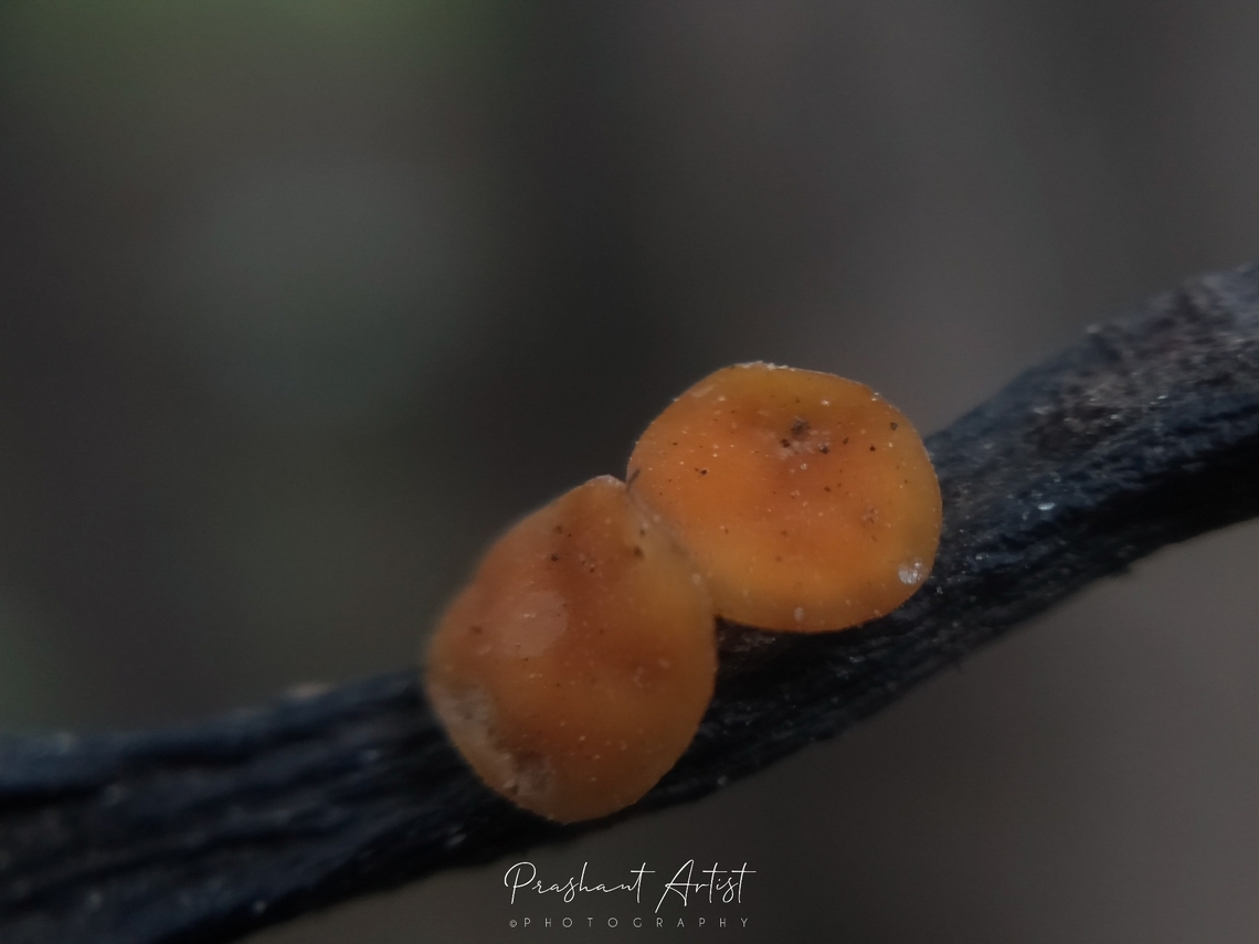 Lachnellula subtilissima This fungi size is about 0.2 - 0.3 cm and the fungi grown on dead wood shows lighter border or edges and dark orange at the mycelial region, The base attached to the substratum and base is thick compare to sporocarp. Fungi,Geotagged,India,Lachnellula subtilissima,Orange,Wild Karnataka,cup fungus,incredible india,karnataka,orange fungi,orange tip