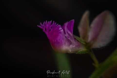 Polygala erioptera (Wooly Winged Milkwort) Polygala erioptera is one of the lower plant found in dry regions which plant is unique with having bloom as in wooly form can say this plant as Wooly winged milkwort, which also have the wings at the outer portion of the flower. This flower color varies from region to region. Based on pigmentation radiation explains the ecological distribution from Indian Plants. Flowers,Geotagged,India,Milkwort,Pink,Pink Flowers,Polygala,Polygala erioptera,Wild Karnataka,bloom,blooming,flower,flowering plant,incredible india,karnataka,pink flower,polygala erioptera,woolywort