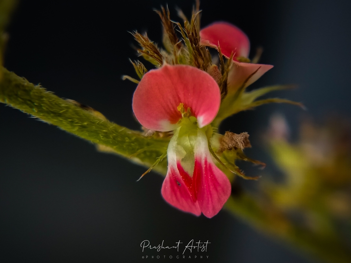 Indigofera sp These specimens are herbs which grown well with blooming at the high temperature with Cool environment seasons, it requires ground to build itself with high nutrition dependent plant ever. Origin from India. Flowers,Geotagged,India,Indigofera,Orange,Pink,Wild Karnataka,bloom,blooming,flower,flowering plant,incredible india,karnataka