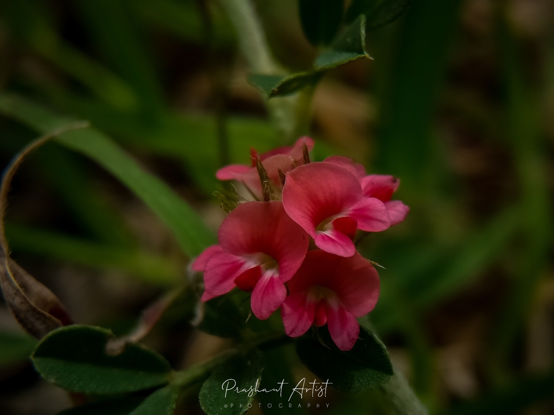Indigofera Sp These species are ground herbs, which evolve at the all time but blooms once in year or depends on environmental condition, bloom looks gorgeous ever....Deccan plateau origins and Indian origin plants. Flowers,Geotagged,India,Pink,Pink Flowers,Wild Karnataka,bloom,blooming,flower,flowering plant,incredible india,karnataka