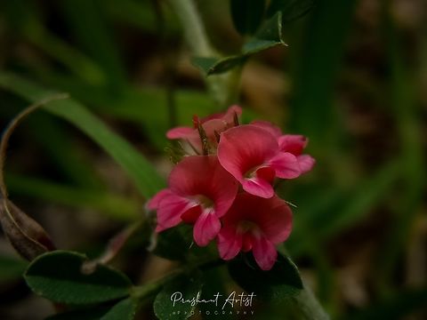 Indigofera Sp These species are ground herbs, which evolve at the all time but blooms once in year or depends on environmental condition, bloom looks gorgeous ever....Deccan plateau origins and Indian origin plants. Flowers,Geotagged,India,Pink,Pink Flowers,Wild Karnataka,bloom,blooming,flower,flowering plant,incredible india,karnataka