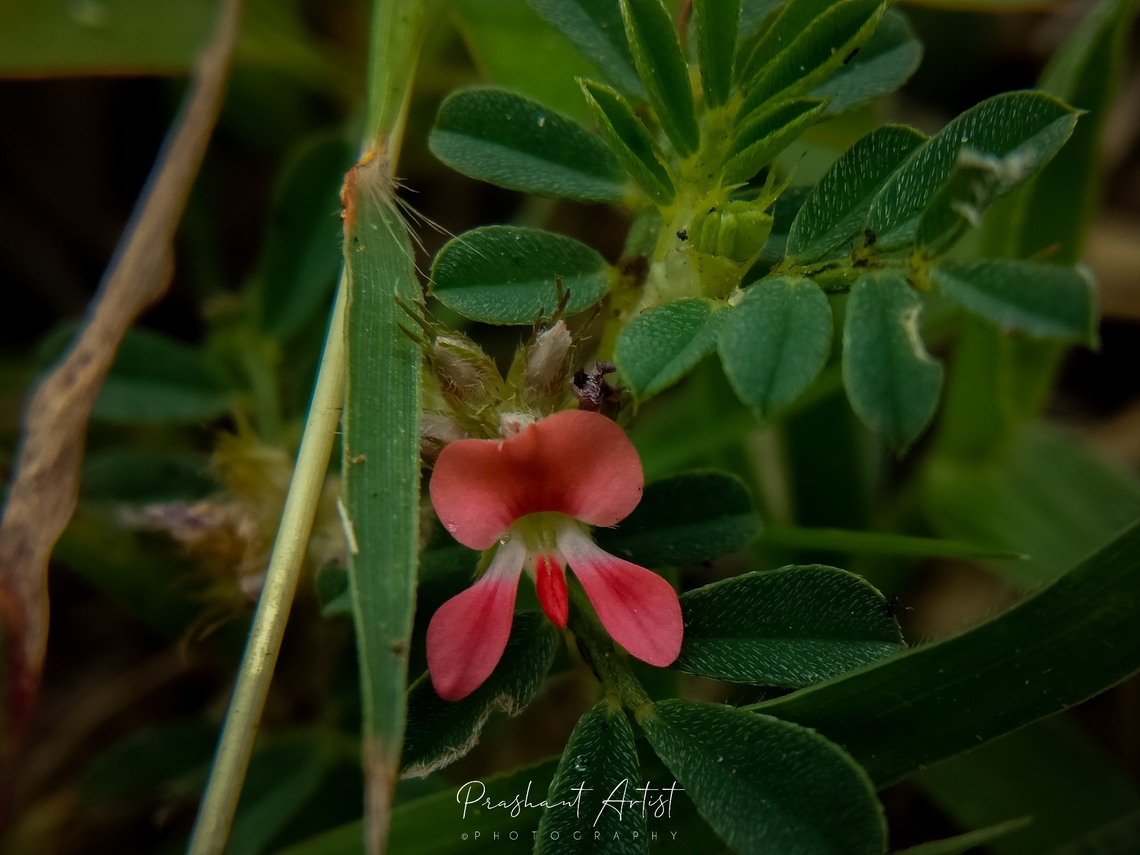 Indigofera Sp These plants are herbs which grown well and distributed abundantly , These plant blooms once in year or it depends on climatic condition. Flowers,Geotagged,India,Indigofera,Orange,Pink,Pink Flowers,Wild Karnataka,bloom,blooming,flower,herbs,incredible india,karnataka,orange flowers