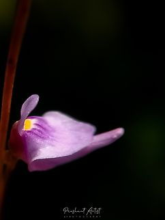 utricularia caerulea (Insectivorous Plant) This insectivorous plant found near water stream which is highly dens in habitat and also exposed to the sunlight emergent. This flower or bloom so much smaller as we shown larger in picture using macro lens captured. Blue Bladderwort,Flowers,Geotagged,India,Macro,Pink Flowers,Utricularia,Utricularia caerulea,bladderwort,bloom,blooming,flower,incredible india,insectivorous plant,karnataka,pink,pink flower,wildkarnataka