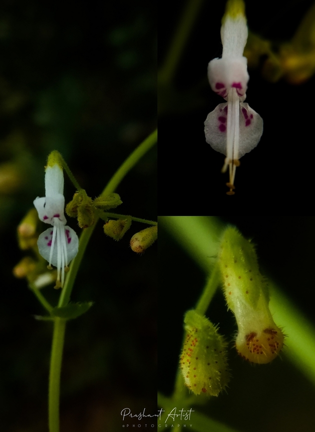 Isodon lophanthoides var lophanthoides This plant bloom is very unique and even the sepals are gland dotted with red clavate. This plant is tall herb which felt good aroma at distance. Crested flower isodon,Flowers,Geotagged,India,Isodon lophanthoides,Macro,Wild Karnataka,Wildflowers,flower,incredible india,isodon,isodon lophanthoides,karnataka,pink dots