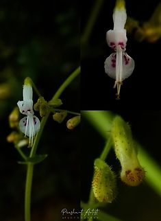 Isodon lophanthoides var lophanthoides This plant bloom is very unique and even the sepals are gland dotted with red clavate. This plant is tall herb which felt good aroma at distance. Crested flower isodon,Flowers,Geotagged,India,Isodon lophanthoides,Macro,Wild Karnataka,Wildflowers,flower,incredible india,isodon,isodon lophanthoides,karnataka,pink dots