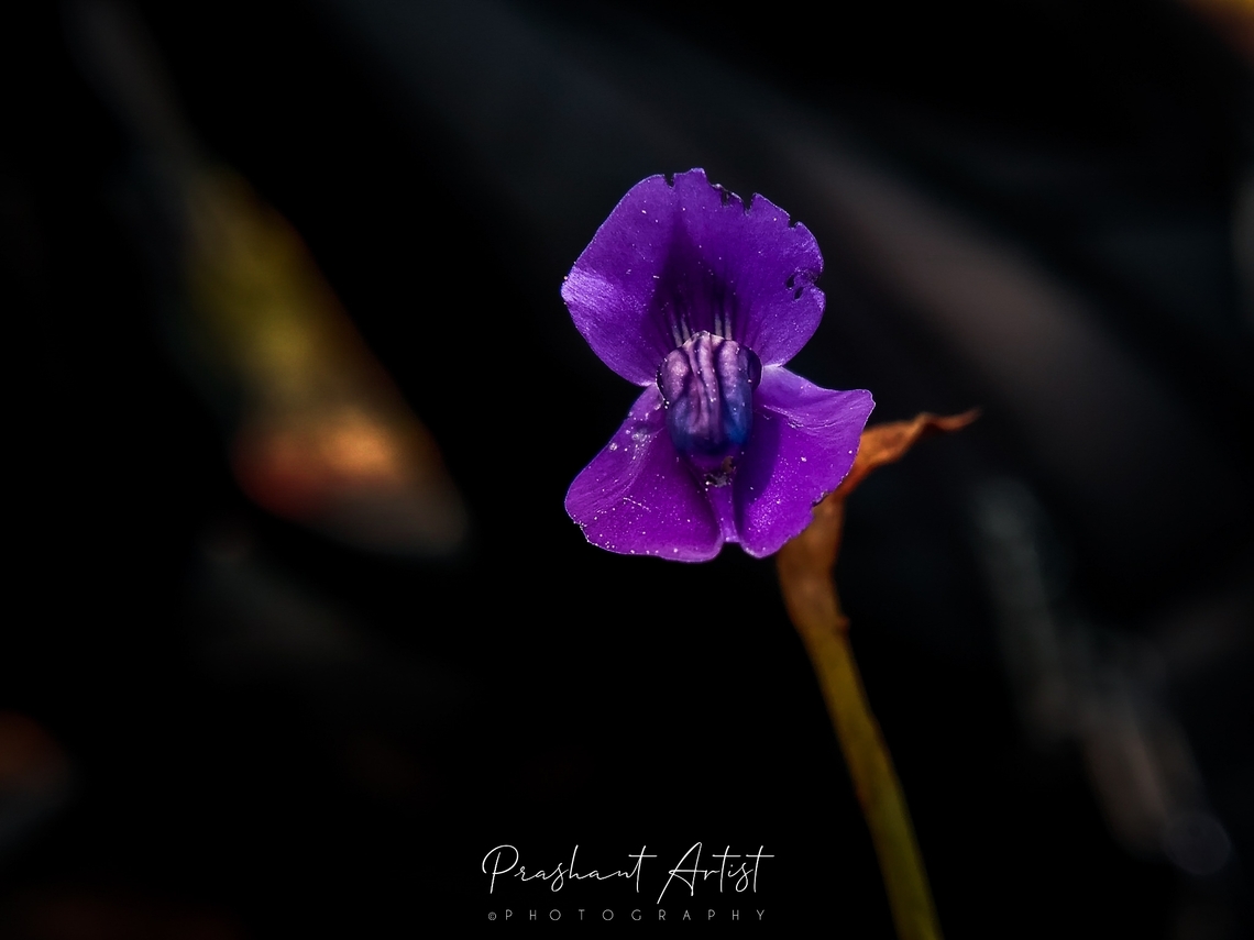 Utricularia delphinioides This plant is insectivorous, which exhibits it coloration under the high intense. This plant got at the stream and most prominent under shady places r region of insect grazes. Flowers,Geotagged,India,Purple Flowers,Utricularia,Utricularia delphinioides,Utricularia reticulata,Wild Karnataka,bladderwort,bloom,blooming,carnivore plant,flower,incredible india,insectivorous plant,karnataka,purple,violet,wild flower