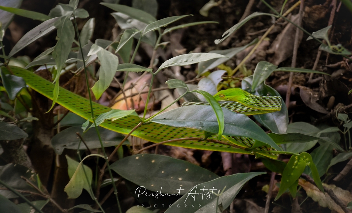 Ahaetulla nasuta (Green Vine Snake) Long Nosed Whip Snake is highly venomous. We got this snake while we getting survey under the works on finding plant specimen, snake sounds move the sight on it and observed it closely with using lens got to know that Ahatulla nasuta. We got this snake under Dense and thick forest clump. Ahaetulla nasuta,Geotagged,Green vine snake,India,Long-nosed whip snake,Rainforest,Snakes,Wild Karnataka,incredible india,snake