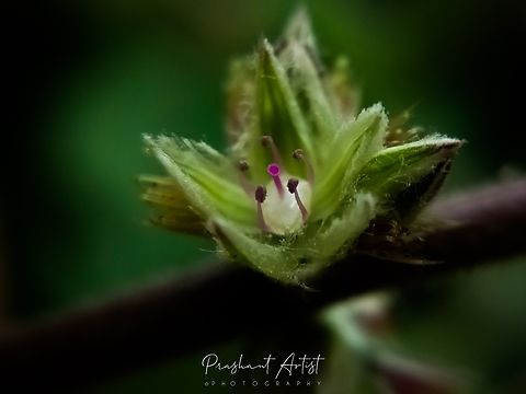 Pupalia lappacea This Aamaranthaceae member rich in medicinal and used as an Indian Ayurveda, Siddha medicine. This plant common in India. Flowers,Geotagged,Green,India,Pupalia lappacea,Wild Karnataka,Wildflowers,bloom,blooming,flower,flowering plant,incredible india,karnataka