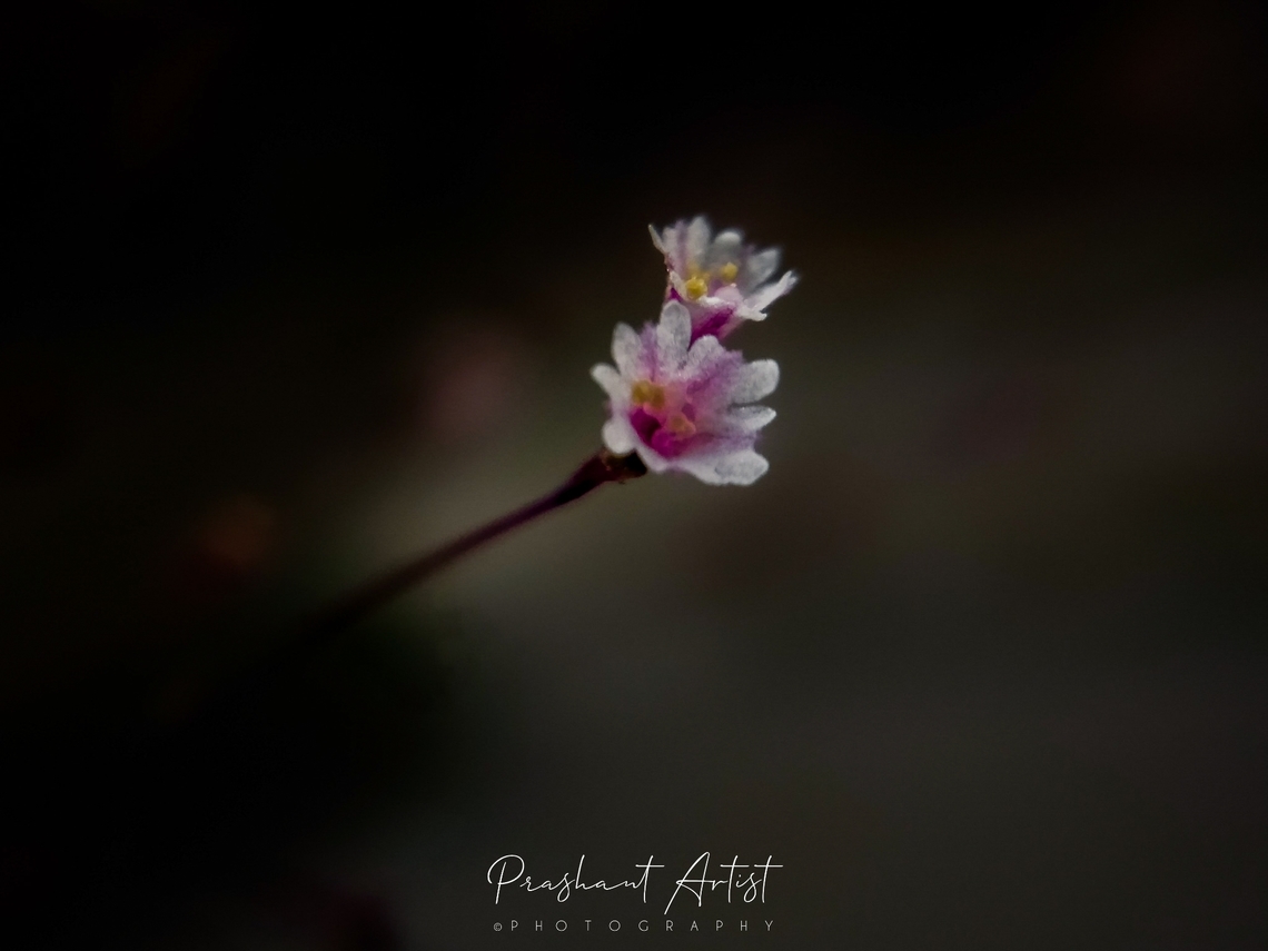 Boerhavia erecta This plant is very small, herb which grown well along with grass and other medicinal herbs, common in India. Boerhavia,Boerhavia erecta,Flowers,Geotagged,India,Pink Flowers,Wild Karnataka,Wildflowers,bloom,blooming,flower,flowering plant,incredible india,karnataka