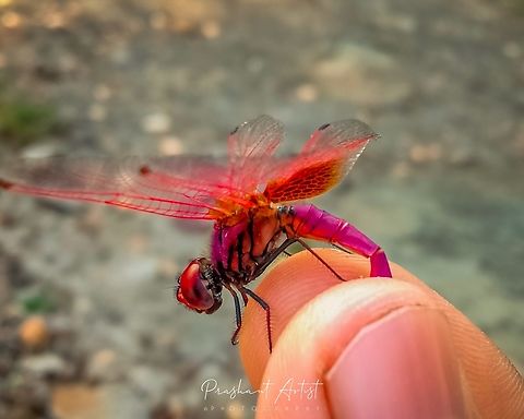 Trithemis aurora This dragonfly flying at the pond side near Gadag village found occassionally..  Crimson Marsh Glider,Dragonfly,Geotagged,India,Red Dragon Fly,Trithemis aurora,Trithemistinae,Wild Karnataka,dragonflies,incredible india,red