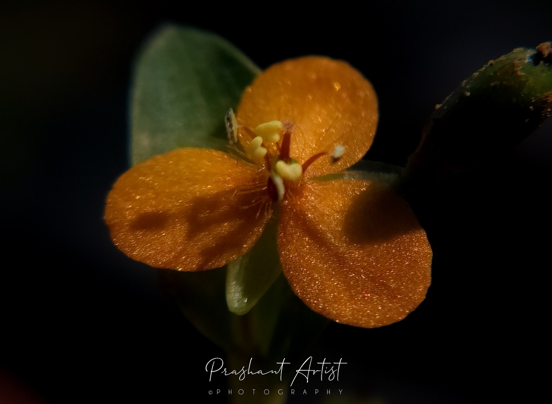 Murdannia pauciflora (few flowered dewflower) blooms are very smaller in size about 1cm near. found in mud mediated land. Flowers,Geotagged,India,Murdannia,Murdannia pauciflora,Wild Karnataka,Wild flowers,flower,flowering plant,incredible india,murdannia pauciflora