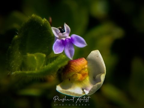 Lindernia viscosa with Lobelia heyneana Photographed in wet land highly foggy land can emerged with dense blooming, found lot of flora at the same place of region where Eriocaulon sp substituted. Flowers,Geotagged,India,Lobelia heyneana,Wild Karnataka,Wildflowers,flower,incredible india,karnataka,lindernia,lindernia viscosa