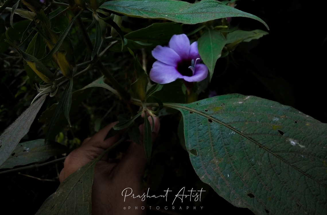 Barleria involucrata This plant blooms abundant at once in one individual looks gorgeous. This bloom sky variant coloration. Got Beside road side at Uttar Kannada district, Karnataka, India Barleria involucrata,Common Blue Violet,Flowers,Geotagged,India,Wild Karnataka,Wildflowers,barleria,barleria involucrata,flower,flowering plant,incredible india