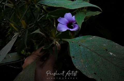 Barleria involucrata This plant blooms abundant at once in one individual looks gorgeous. This bloom sky variant coloration. Got Beside road side at Uttar Kannada district, Karnataka, India Barleria involucrata,Common Blue Violet,Flowers,Geotagged,India,Wild Karnataka,Wildflowers,barleria,barleria involucrata,flower,flowering plant,incredible india