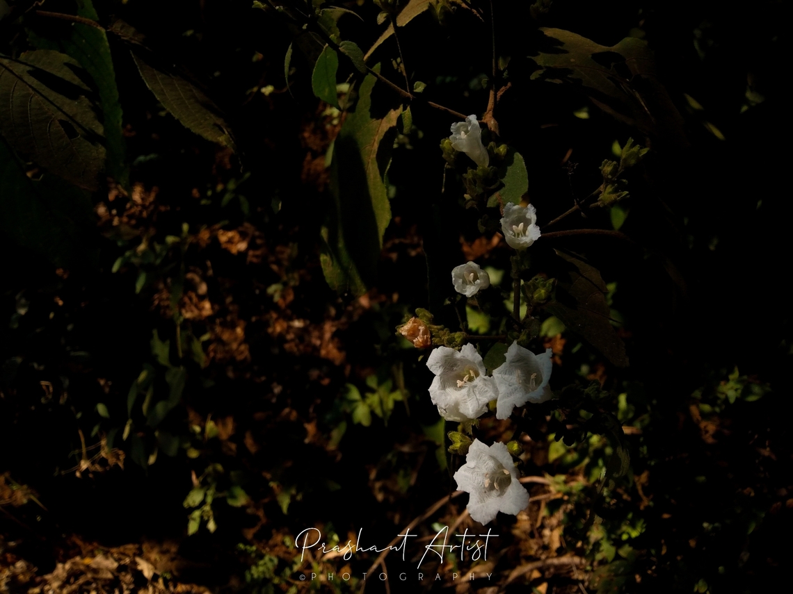Strobilanthes ixiocephalus (Pit Karvi) White variety we got, rare to see the blooms, entire plant under stress once in decades blooms gorgeously ever. Flowers,Geotagged,India,Strobilanthes ixiocephalus,Wild Karnataka,Wildflowers,flower,flowering plant,incredible india,pit karvi,strobilanthes,strobilanthes ixiocephalus