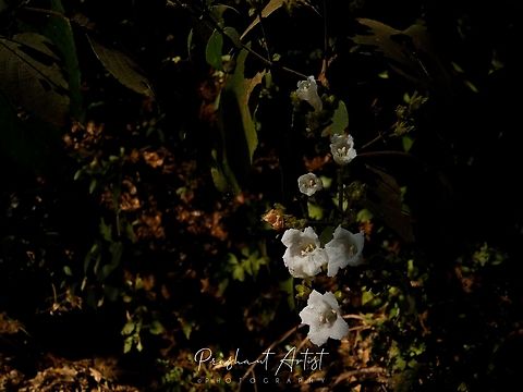 Strobilanthes ixiocephalus