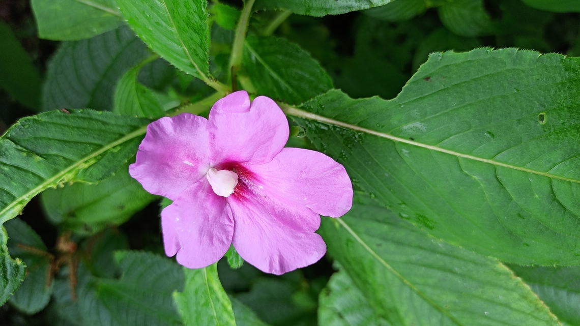 Impatiens pulcherrima This flower or bloom is very biggest size in impatiens sp. plant specimen got at the top of the hill moves or sign as much it will grow or survive at tropical level. Flowers,Geotagged,Handsome Flowered Balsam,Hills,Impatiens pulcherrima,India,Wild Karnataka,flower,flowering plant,impatiens,impatiens pulcherrima,incredible india,wild flower