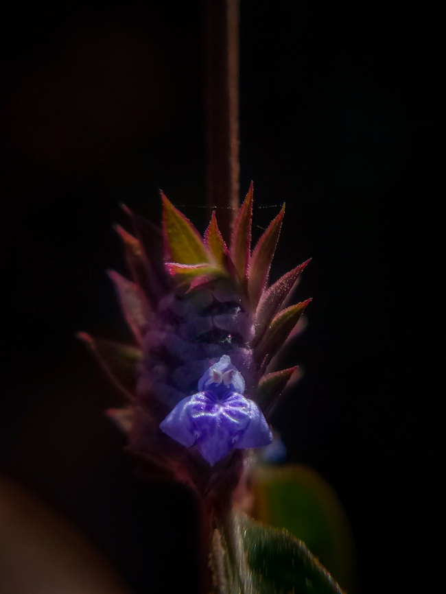 Rungia pectinata This miniature plant got to the road beside, Flowers are typically 3 mm in size, very minute flowers and inflorescence with numerical tapered or acute apex spathe and bracts present. Comb Rungia,Geotagged,India,Purple Flowers,Rungia pectinata,Wild Karnataka,incredible india,miniature,purple