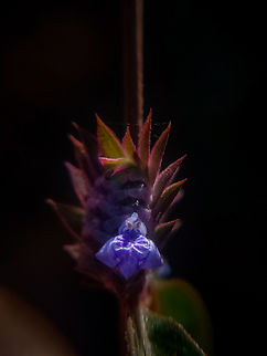 Rungia pectinata This miniature plant got to the road beside, Flowers are typically 3 mm in size, very minute flowers and inflorescence with numerical tapered or acute apex spathe and bracts present. Comb Rungia,Geotagged,India,Purple Flowers,Rungia pectinata,Wild Karnataka,incredible india,miniature,purple