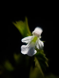 Leucas glabrata This leucas bloom looks gorgeous like doll. This flower is very minute and fluffy at the hoods and lot of delicate petals with minute veins on it. Flowers,Geotagged,India,Wild Karnataka,bloom,blooming,flower,flowering plant,incredibleindia,leucas,leucas glabrata