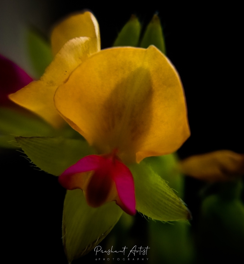 Alysicarpus sanjappae This plant was found the in Deccan plateau Karnataka, which is rare to see and very small as recorded after Dr. Sanjyappa. This flower was gorgeous and the inflorescence looks awesome like a tribal crane. Alysicarpus,Alysicarpus sanjappae,Alysicarpus sanjyappae,Flowers,Geotagged,India,Wild Karnataka,bloom,blooming,flower,flowering plant,herbs,incredibleindia