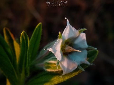 Trichodesma zeylanicum This plant is common in all of the regions in India, Captured in Grass land like crop or filed side, which was distributed abundantly in one region, fruits are unique and even the flower character also. Flowers,Geotagged,India,Trichodesma,Trichodesma zeylanica,Trichodesma zeylanicum,Wild Karnataka,Wildflowers,flower,flowering plant,incredible india