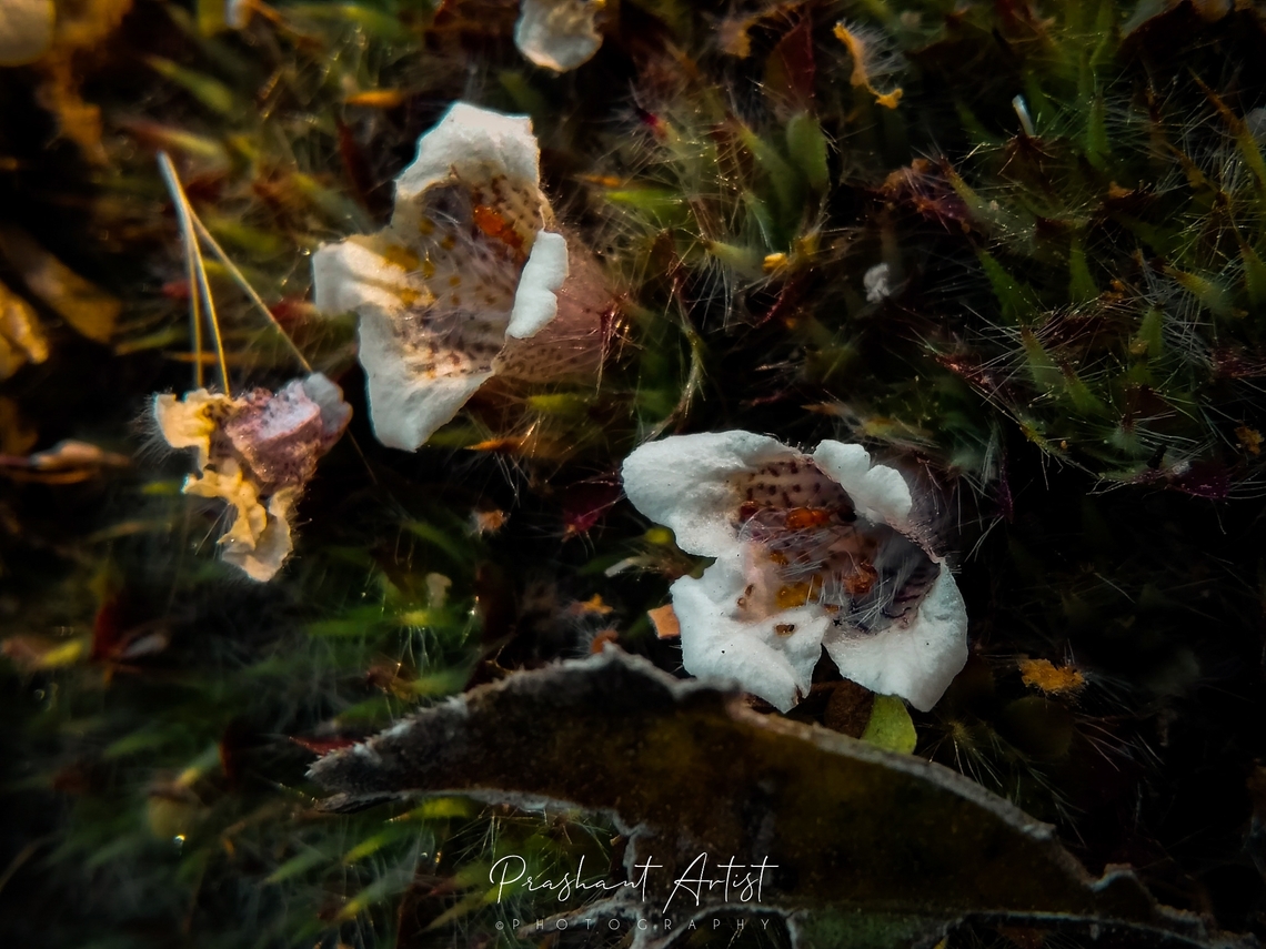 Lepidagathis cristata Like all plants, spiny is usually the reason for the higher intensity, Found this plant in the Deccan plateau,  arid regions in Karnataka very commonly distributed. Flowers,Geotagged,India,Lepidagathis cristata,Lepidogathis,Lepidogathis cristata,Wild Karnataka,Wildflowers,deccan,flower,flowering plant,incredible india