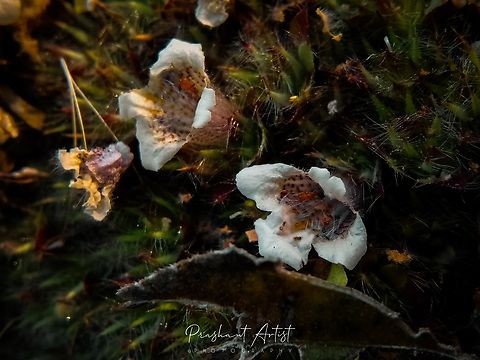 Lepidagathis cristata Like all plants, spiny is usually the reason for the higher intensity, Found this plant in the Deccan plateau,  arid regions in Karnataka very commonly distributed. Flowers,Geotagged,India,Lepidagathis cristata,Lepidogathis,Lepidogathis cristata,Wild Karnataka,Wildflowers,deccan,flower,flowering plant,incredible india