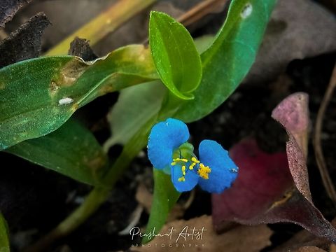 Commelina diffusa Diffused leaves with lower petal presence, The plant was well grown under the shade of grasses, ground beats can clarifies the plant by its color of bloom. Climbing dayflower,Commelina,Commelina diffusa,Flowers,Geotagged,India,Wild Karnataka,Wildflowers,blue flower,flower,incredible india