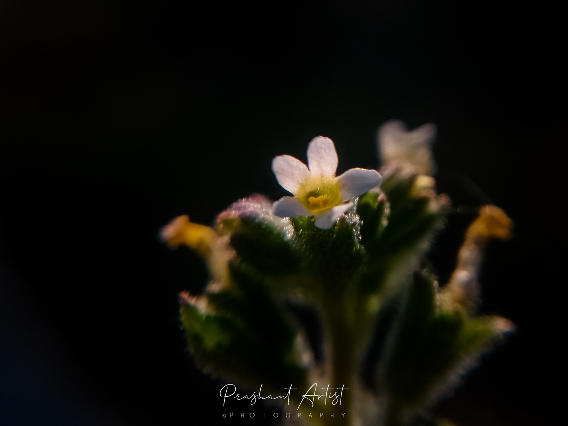 Jamesbrittenia dissecta This flower is very tiny and found in arid region. Flowers,Geotagged,India,Jamesbrittenia dissecta,Wild Karnataka,bloom,blooming,flower,flowering plant,incredible india