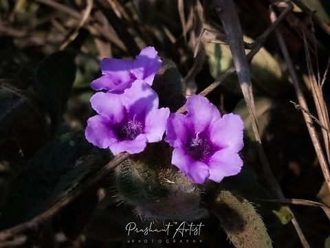 Stinging Hemigraphis